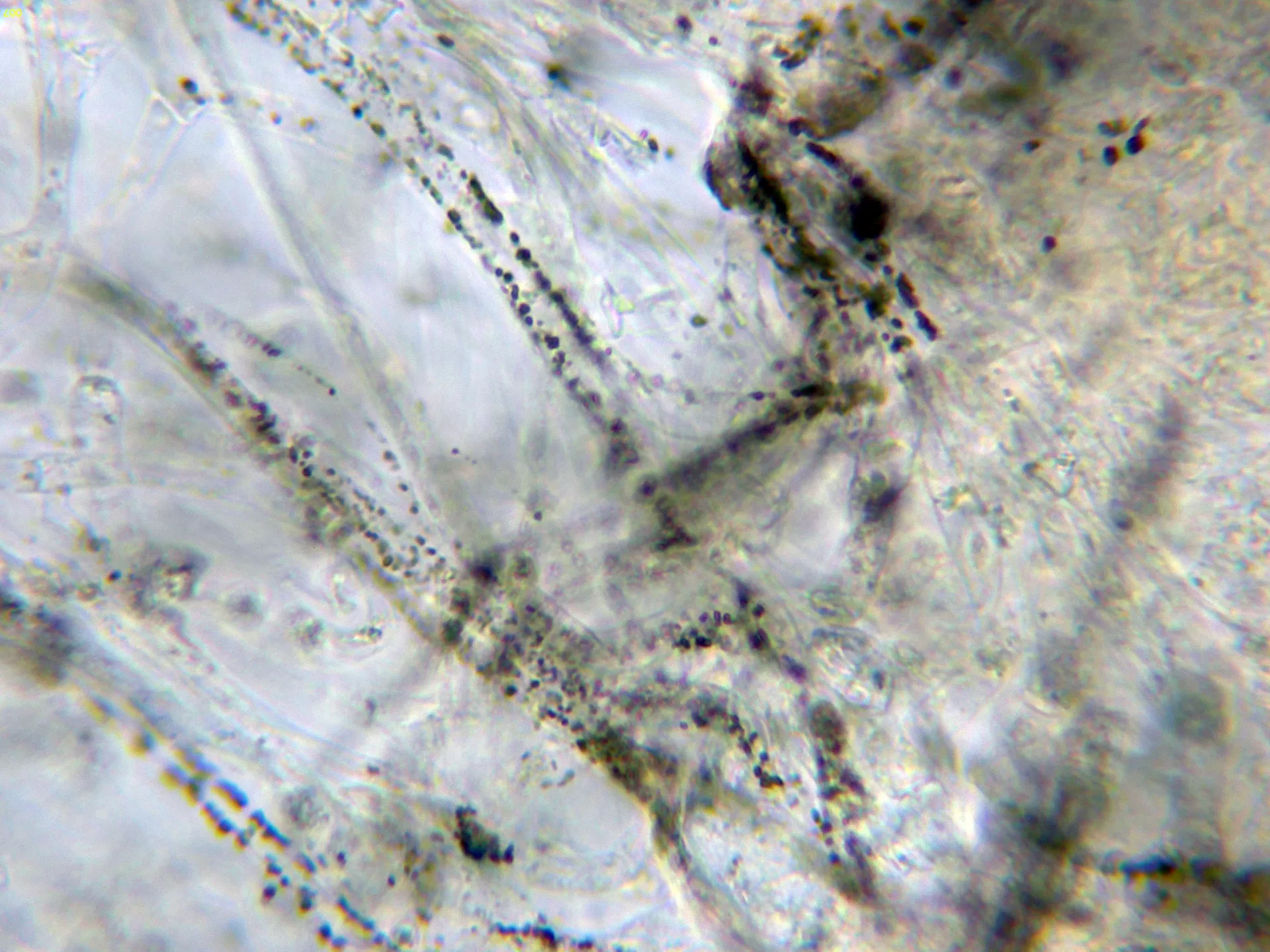 Microscopía de Lactarius cistophilus - 10 - Suprapellis agua-007